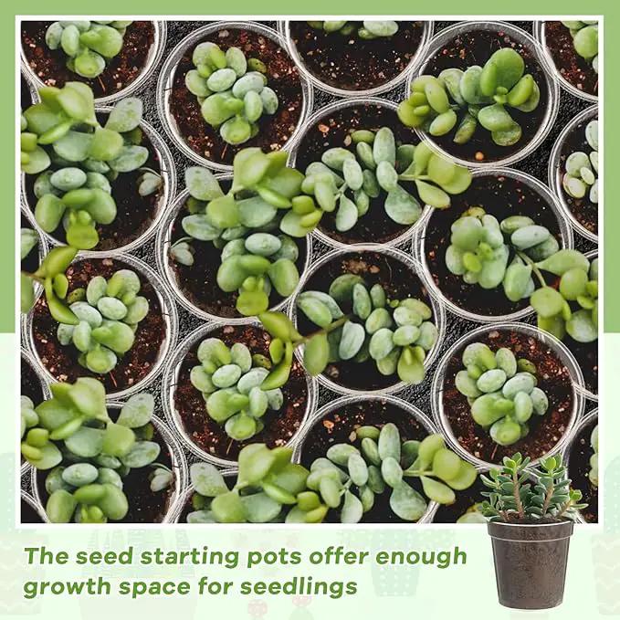 Yaomiao 200 Pcs 2 Inch Clear Mini Plastic Plant Pot Nursery Seedling Pots Seed Starter with Drainage Holes for Indoor Outdoor Garden Succulent Plants Cuttings Transplanting by GreenHaven Gardens