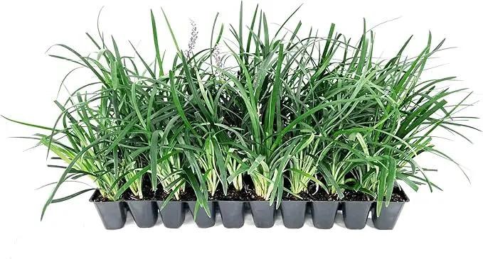 Liriope Super Blue | 10 Live Plants | Liriope muscari 'Super Blue' | Ornamental Ground Cover Plants | Shade-Tolerant Landscaping Perennial by GreenHaven Gardens