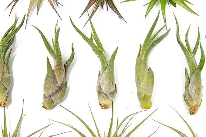 25 Pack of Classic Air Plants Variety - Live Succulent House Plants - Available in Wholesale and Bulk - Home and Garden Decor - Easy Care Indoor/Outdoor Air Plant