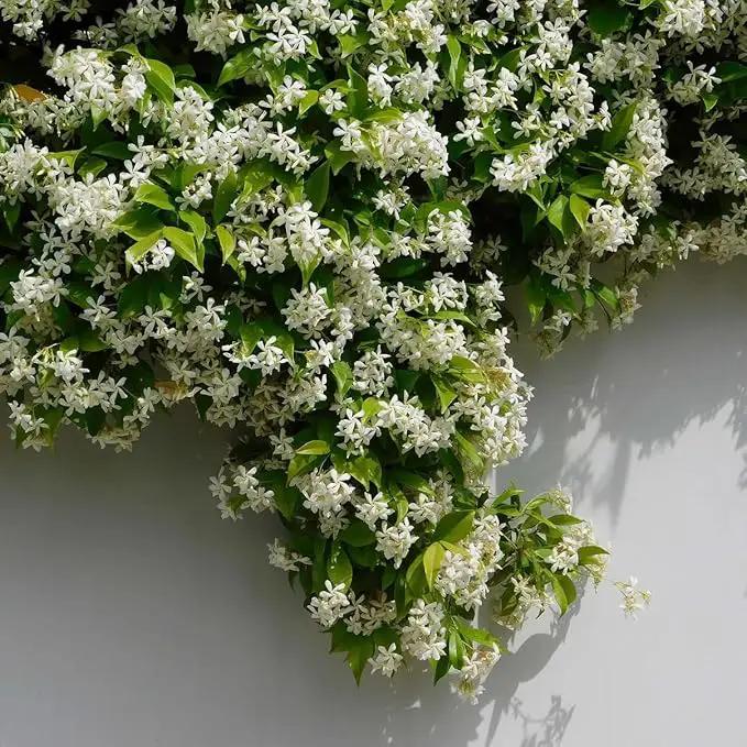 Star Jasmine/Confederate Jasmine - Trachelospermum Jasminoides. Live. Fragrant Flowers. (2 Plants in Sac) by GreenHaven Gardens