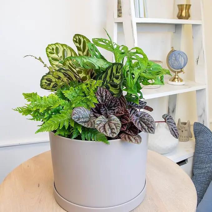 Essential Houseplant Collection (3PK) Live Plants Indoor Plants Live Houseplants in Plant Pots, Easy House Plants Indoors Live, Snake Plant, Pothos in Potting Soil, Clean Air Plants by Plants for Pets by GreenHaven Gardens