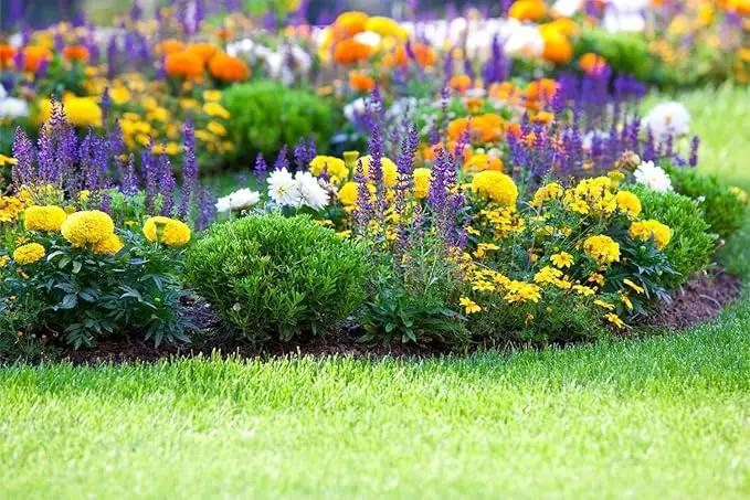 10000+ Perennial Mix Wildflower Seeds 16 Assorted Varieties of Heirloom Flower -1oz Zinnia Poppy Crimson Clover Milkweed Lupine Marigold Mexican Hat Sage Nasturtium by GreenHaven Gardens