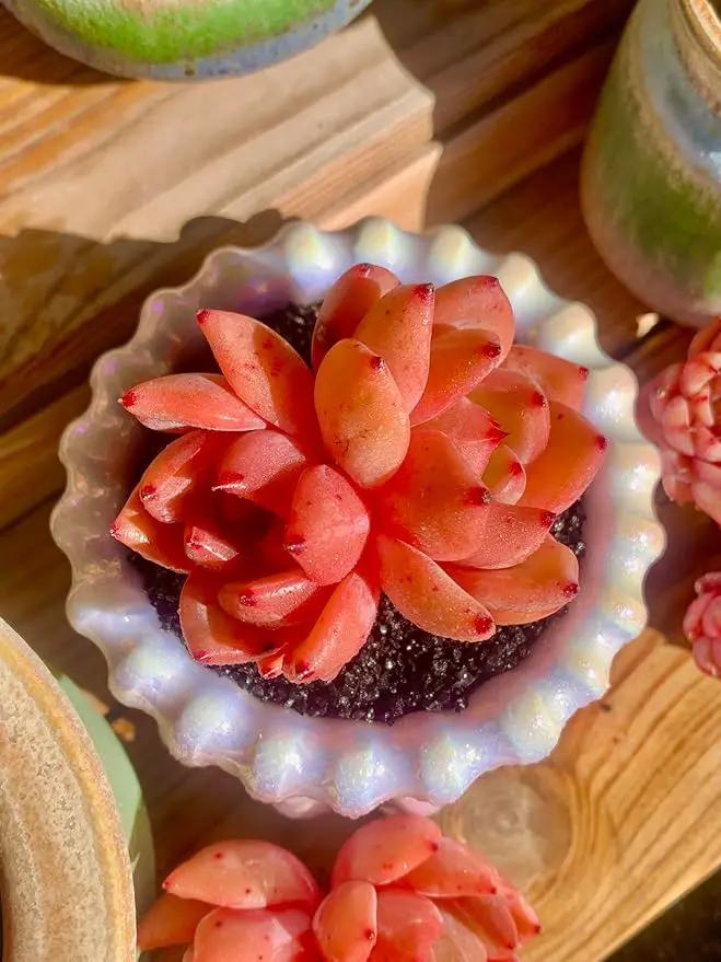 FWPP Echeveria Champagne Rare Live Succulent Plants, Wine 2.5 inches Live Plants Indoor,Bare Root Without Pot Soil,Desk Wedding Baby Shower Decoration Friend Plant Lover Gift by GreenHaven Gardens