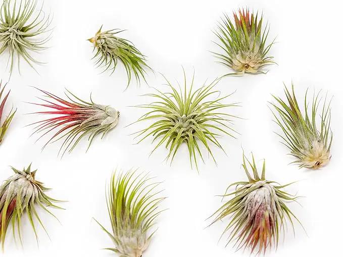 5 Pack Large Air Plants Tillandsia Ionantha Guatemala - Live Succulent House Plants - Available in Wholesale and Bulk - Home and Garden Decor - Easy Care Indoor and Outdoor Plants (Pack of 5) by GreenHaven Gardens