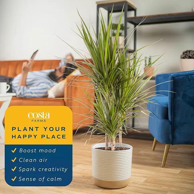 Costa Farms Dracaena Marginata Magenta Madagascar Dragon Tree, Live Indoor Plant, Easy to Grow Houseplant Potted in Decor Planter Pot, Living Room Home and Office Decor, 3-4 Feet Tall by GreenHaven Gardens