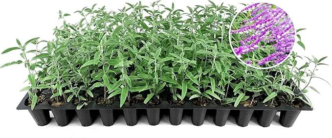 Salvia Mexican Sage Plants | 10 Live Seedlings | Salvia leucantha | Velvety Purple Flower Spikes | Drought Tolerant Landscape Perennial by GreenHaven Gardens