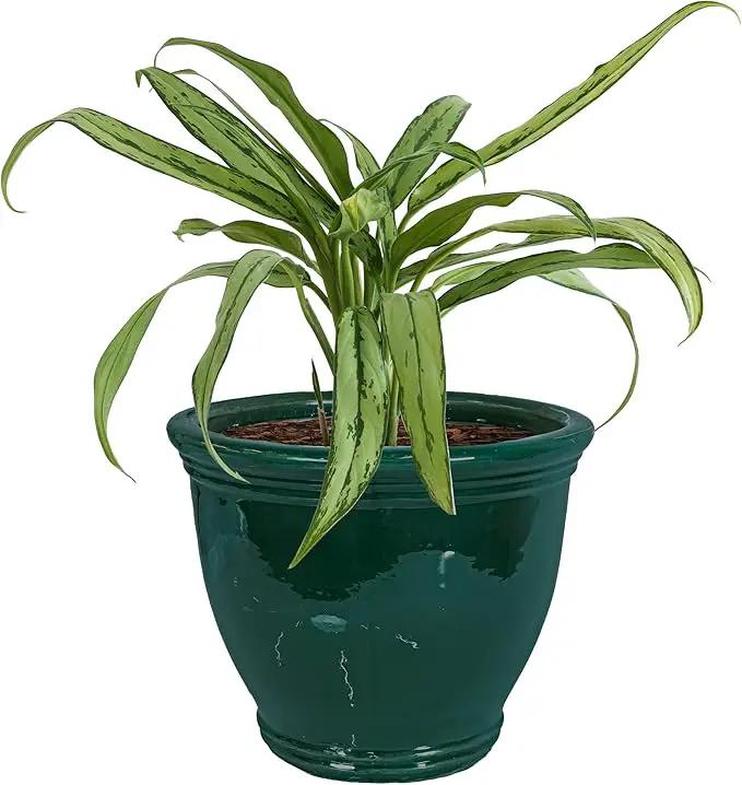 Sunnydaze Studio Large Ceramic Plant Pot - Round Outdoor Glazed Ceramic Planter Pot with Drainage - Dark Green - 15 in by GreenHaven Gardens