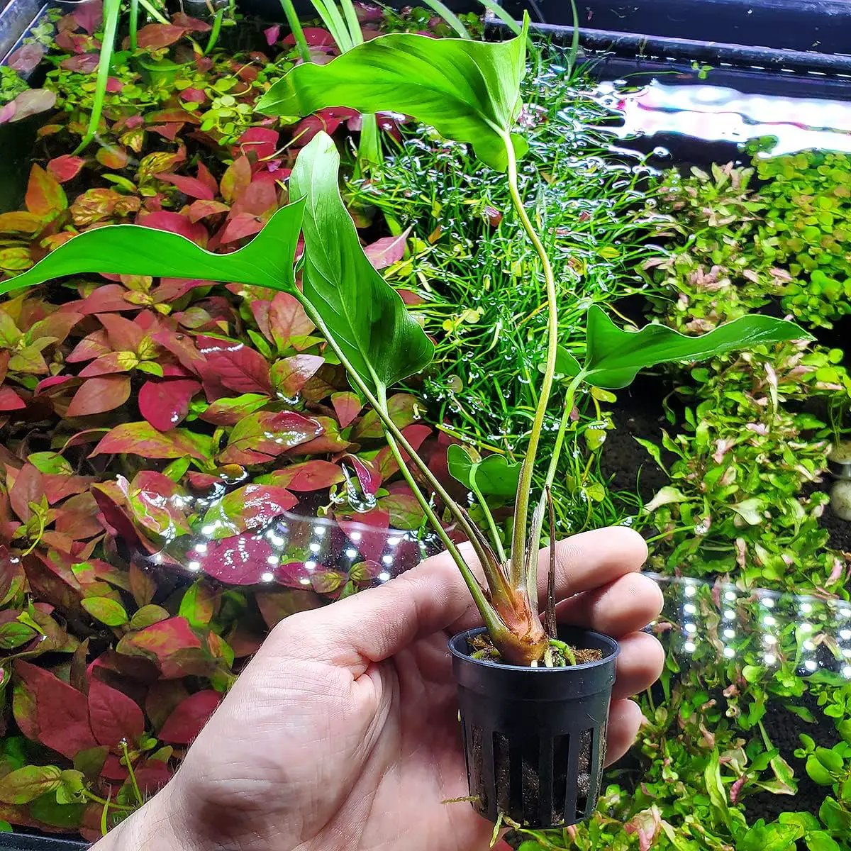 Anubias Live Aquarium Plants - Potted Freshwater Plant for Fish Tanks, Terrariums - Beginner Friendly Low Light (Hastifolia, 1 Pot) by GreenHaven Gardens