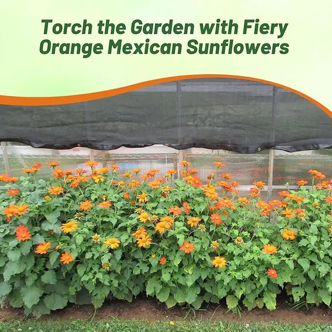 Outsidepride Goldfinger Mexican Sunflower Seeds - 500 Pcs Annual, Easy-to-Grow, Orange Tithonia Speciosa Flower Seeds w/Drought-Tolerant Blooms for Pollinator Gardens & Vibrant Summer Landscaping by GreenHaven Gardens