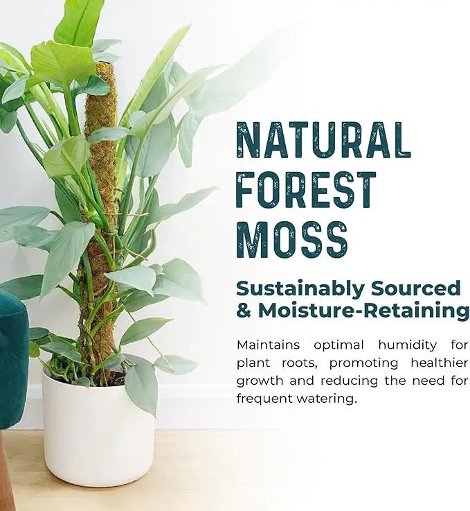 2 Pack 42'' Bendable Moss Pole Monstera Plant Support - Real Forest Moss for Climbing Indoor Plants - Stakes for Potted Climbers - Tall Sticks Indoor Trellis for Houseplants - Pot Accessories by GreenHaven Gardens