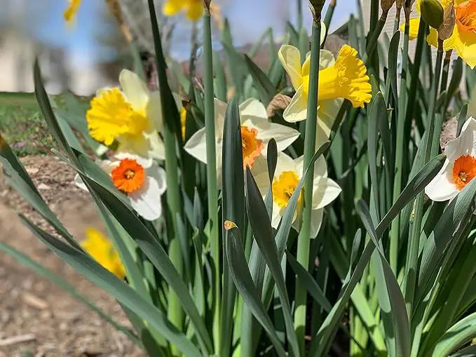 Mixed Large Cup Daffodils- 50 Perennial Daffodil Bulbs - Assorted Colors Narcissus by GreenHaven Gardens