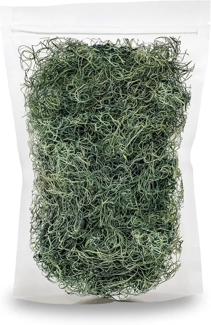 Premium Spanish Moss in Basil| Natural Preserved - Great Ground Cover - Filler for Potted Plants - by GARDENERA - 4 Quart Bag by GreenHaven Gardens
