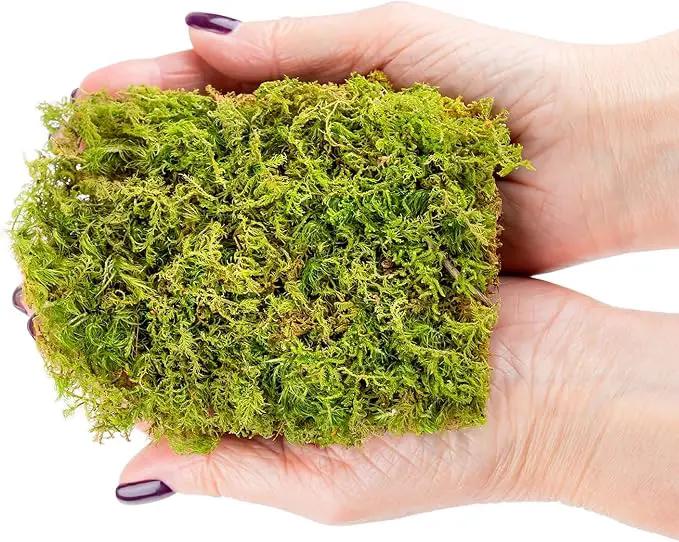 Preserved Sheet Moss in Natural Green | Decorative Real Natural Green DIY Kit Terrariums Gardenning Art Wall Decor Florist Decor Easter Table Decor Wedding - 5 Quart by GreenHaven Gardens