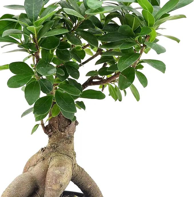 Arcadia Garden Products LV62 Ginseng Ficus Live Indoor Bonsai Plant in 6 in. Plastic Grower Pot, 6 Inch, Green *Sold by Amazon and Arcadia Garden Products* by GreenHaven Gardens