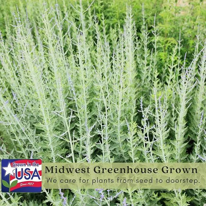 Clovers Garden Russian Sage Plants – Two (2) Live Plants – Non-GMO - Not Seeds - Each 4" to 8" Tall – in 4" Inch Pots – Hardy Flowering Perennial, Pollinator Favorite by GreenHaven Gardens