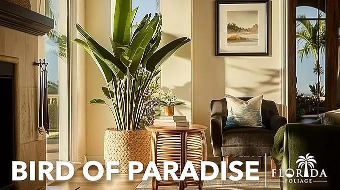 Orange Bird of Paradise | Strelitzia Reginae | 3 Live Plants | Tropical Perennial Blooming Specimen by GreenHaven Gardens