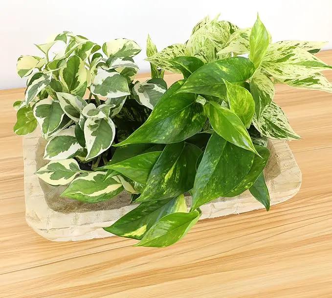 Live Pothos Plants (4PK) Indoor Plants Live Houseplants, Pothos Live Plant House Plants, Money Plant Indoor Pothos Plant Decor, Devils Ivy Trailing Plants Live by Plants for Pets,Black by GreenHaven Gardens