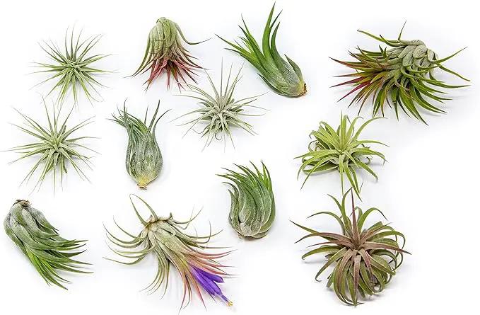 24 Pack Air Plants Assorted Tillandsia Ionantha - Live Succulent House Plants - Available in Wholesale and Bulk - Home and Garden Decor - Easy Care Indoor and Outdoor Plants by GreenHaven Gardens