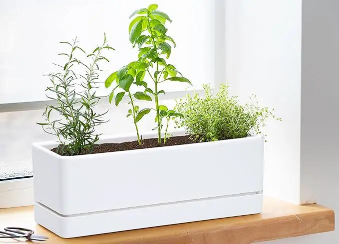 D'vine Dev 12 Inch Window Box Planter, Rectangle Plastic Herb Planter with Drainage Holes and Saucer, Indoor Succulent Cactus Vegetable Pot for Windowsill, Garden Balcony, White, Set of 1, 76-X-A-1 by GreenHaven Gardens