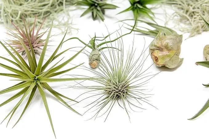 10 Pack Grab Bag Air Plants Gift Wrapped with Tillandsia Usneiodes Spanish Moss - Live Tillandsia - Easy Care House Plant - Succulents - 30 Day Guarantee by GreenHaven Gardens