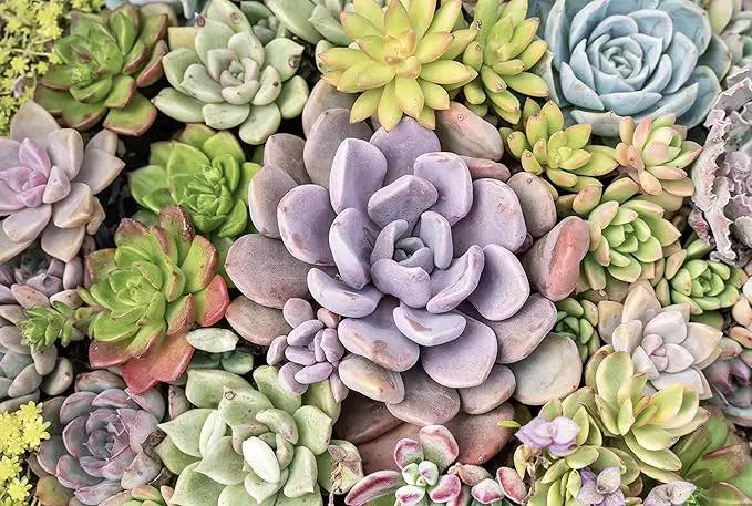 Altman Plants, Live Succulents Plants (50 Pack), Nursery Pots Variety Pack, Bulk Succulents Plants Live Plants Indoor Plants Live House Plants Indoors Live Indoor Plants Live Houseplants Live Indoor by GreenHaven Gardens