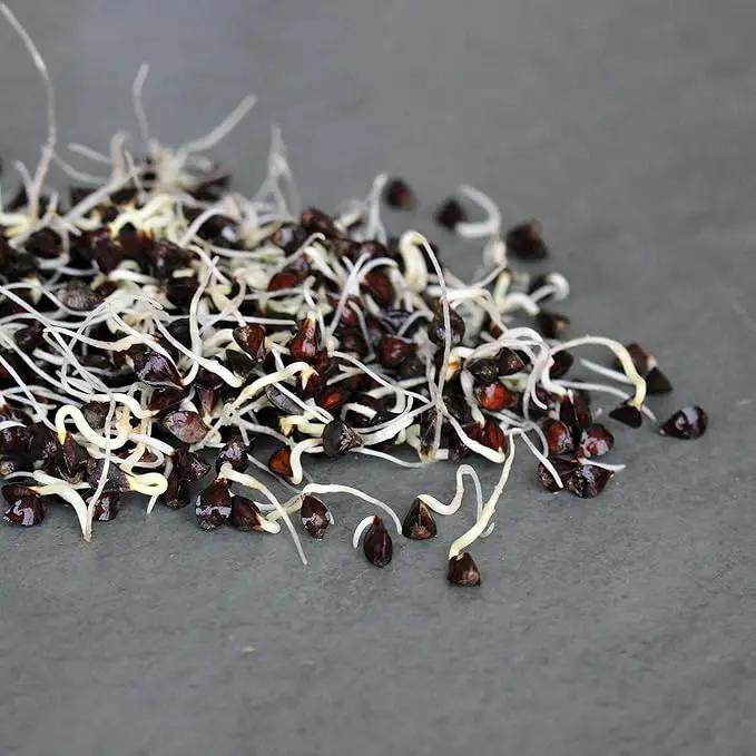 Buckwheat Seeds - 5 Lb ~60,000 Seeds - Organic, Non-GMO, Whole (Shell On) - Grow Buck Wheat Cover Crops, Microgreens, Lettuce by GreenHaven Gardens