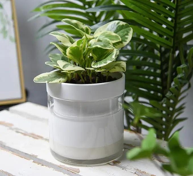 Phoenix Vine 6 Inch Self Watering Planter, White Terracotta Clay Pot with Glass Reservoir for Indoor Plants, Herbs, Flowers, Set of 1, 52-B-F-1 by GreenHaven Gardens