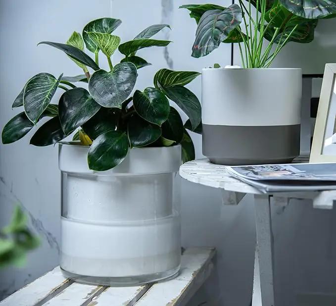 Phoenix Vine 10 Inch Self Watering Planter, White Terracotta Clay Pot with Glass Reservoir for Indoor Plants, Herbs, Flowers, Set of 1, 52-B-I-1 by GreenHaven Gardens
