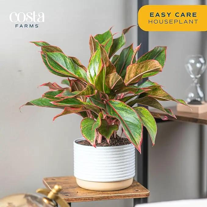 Costa Farms Red Chinese Evergreen Live Indoor Plant, Easy Care Houseplant in Modern Decor Planter, Excellent Housewarming Gift, Unique Home Decor, Room Décor, 15-Inches Tall by GreenHaven Gardens