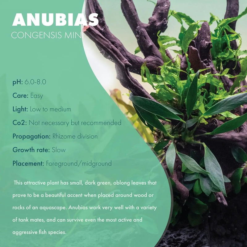 Anubias Live Aquarium Plants - Potted Freshwater Plant for Fish Tanks, Terrariums - Beginner Friendly Low Light (Congensis Mini, 5 Pots) by GreenHaven Gardens