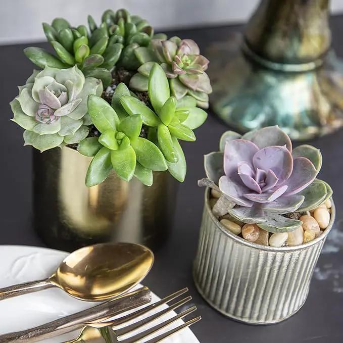 Altman Plants, Live Succulents Plants Live Houseplants (6PK), Succulents Live Plants Live House Plants Indoors Live, Live Cactus Plants Live Cacti Succulent Plants Live Indoor Plants Live Houseplants by GreenHaven Gardens