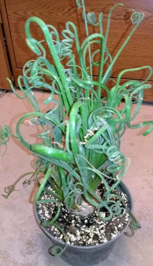 Rare Frizzle Sizzle Plant - Albuca spiralis - 2 Bulbs - Succulent House Plant by GreenHaven Gardens