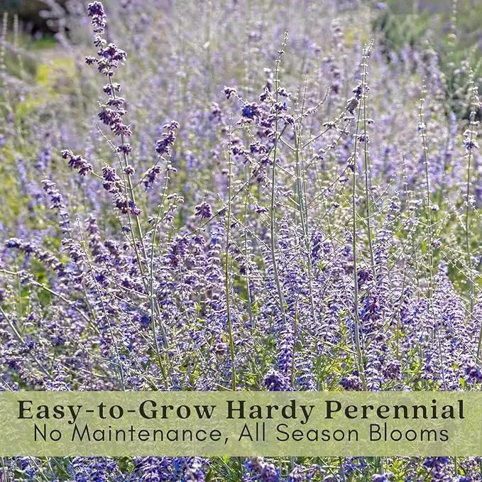 Clovers Garden Russian Sage Plants – Two (2) Live Plants – Non-GMO - Not Seeds - Each 4" to 8" Tall – in 4" Inch Pots – Hardy Flowering Perennial, Pollinator Favorite by GreenHaven Gardens