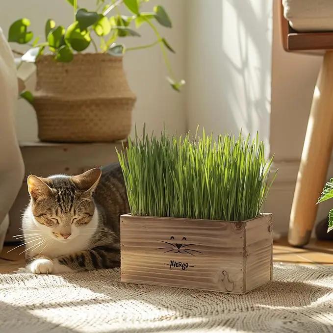 Organic Cat Grass for Indoor Cats - 4X Seed Packets | Pet Cat Grass Kit for Growing Wheat Grass w Planting Seeds, Tools & Planter by GreenHaven Gardens