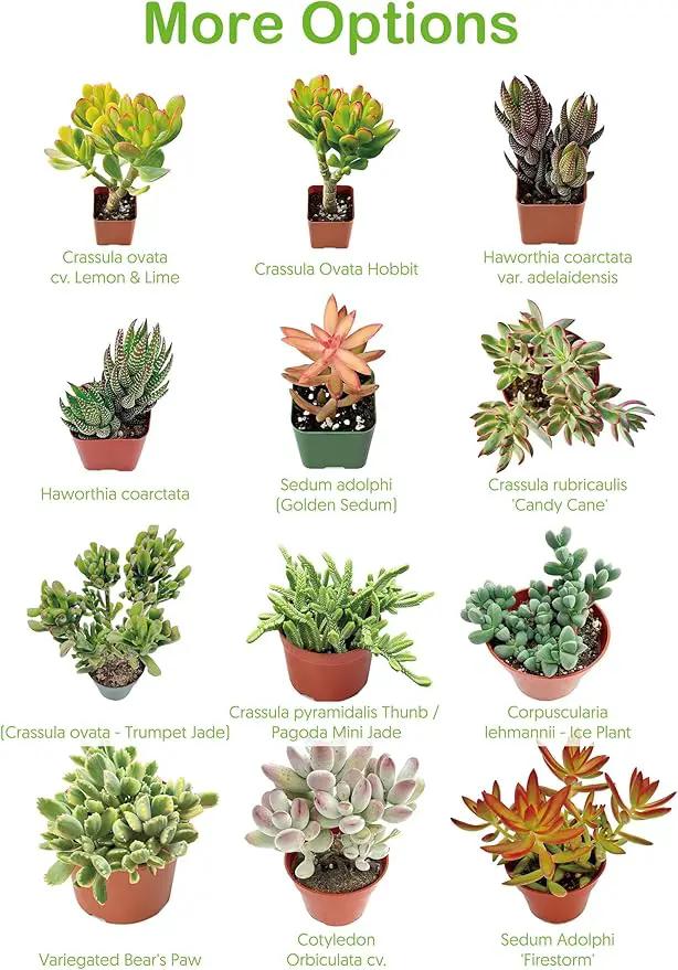 Live Succulent Plants Echeveria 'Agavoides Horse', Easy Care Potted Succulents, Approx 4" D x 4" H, Indoor Houseplant, Unique Gifts, Home Office Décor by GreenHaven Gardens