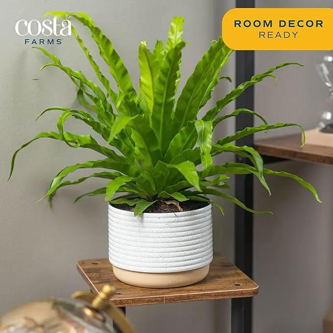 Costa Farms Bird's Nest Fern Plant, Easy Care Live Indoor Houseplant in Modern Decor Planter, Potted in Soil Potting Mix, Outdoor Garden Gift, Beautiful Home Décor, Housewarming Gift, 15-Inches Tall by GreenHaven Gardens