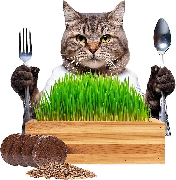 Cat Grass for Indoor Cats Kit – Organic & Handcrafted Cedar Planter with Fast-Growing Wheatgrass for Cats, Hairball Remedy with Pet-Friendly Planter (Natural) by GreenHaven Gardens