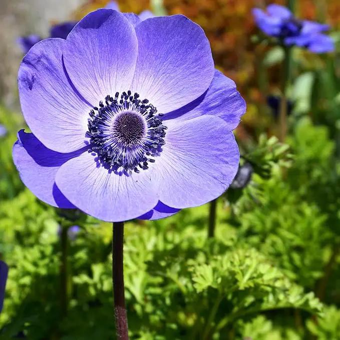 Easy to Grow Anemone Italian Mistral Plus Blu - 10 Plant Bulbs, Blue-Violet Flowers in Spring Gardens Full Sun by GreenHaven Gardens