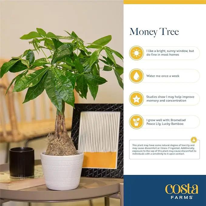 Costa Farms Money Tree, Large, Live Indoor Plant, Easy to Grow Pachira House Plant Gift, Home Décor, 3-4 Feet Tall in Nursery Pot by GreenHaven Gardens