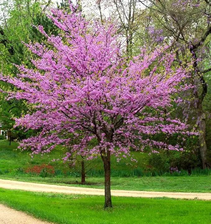 Eastern Redbud Tree (Cercis) - Live Plant - (2.5 QT) by GreenHaven Gardens