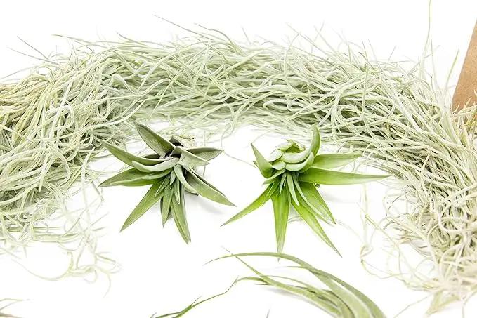 10 Pack Grab Bag Air Plants Gift Wrapped with Tillandsia Usneiodes Spanish Moss - Live Tillandsia - Easy Care House Plant - Succulents - 30 Day Guarantee by GreenHaven Gardens