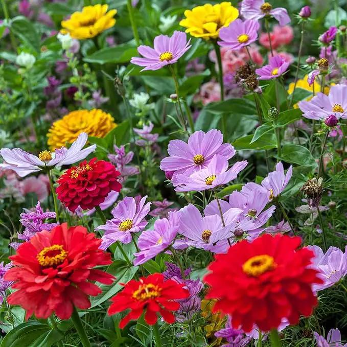 Eden Brothers Cosmic Zen Flower Mixed Seeds for Planting, 1 lb, 480,000+ Seeds with Zinnia Dahlia Flowered, Cosmos Sensation | Attracts Pollinators, Plant in Spring, Zones 3, 4, 5, 6, 7, 8, 9, 10 by GreenHaven Gardens