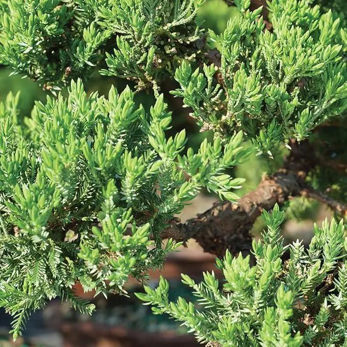 Brussel's Live Green Mound Juniper Outdoor Bonsai Tree - 3 Years Old; 4" to 6" Tall with Decorative Container - Not Sold in California by GreenHaven Gardens
