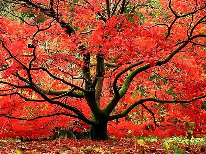 Red Japanese Maple - Live Plant 2-3 feet Tall - Deep Red Leaves by GreenHaven Gardens