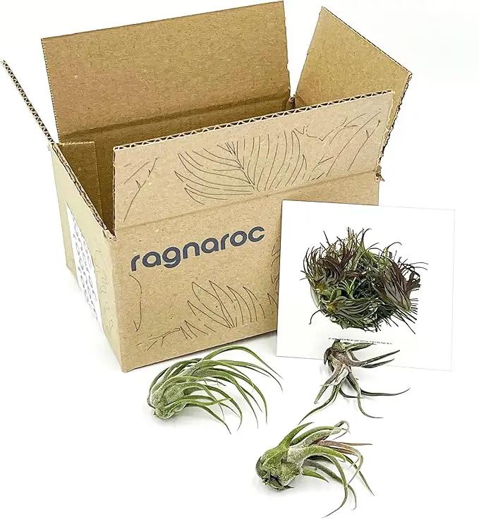 Air Plants - Tillandsia Pruinosa, Large 3-5" - 3ct - Live Arrival Guaranteed - House Plants for Home Decor & Gift by GreenHaven Gardens