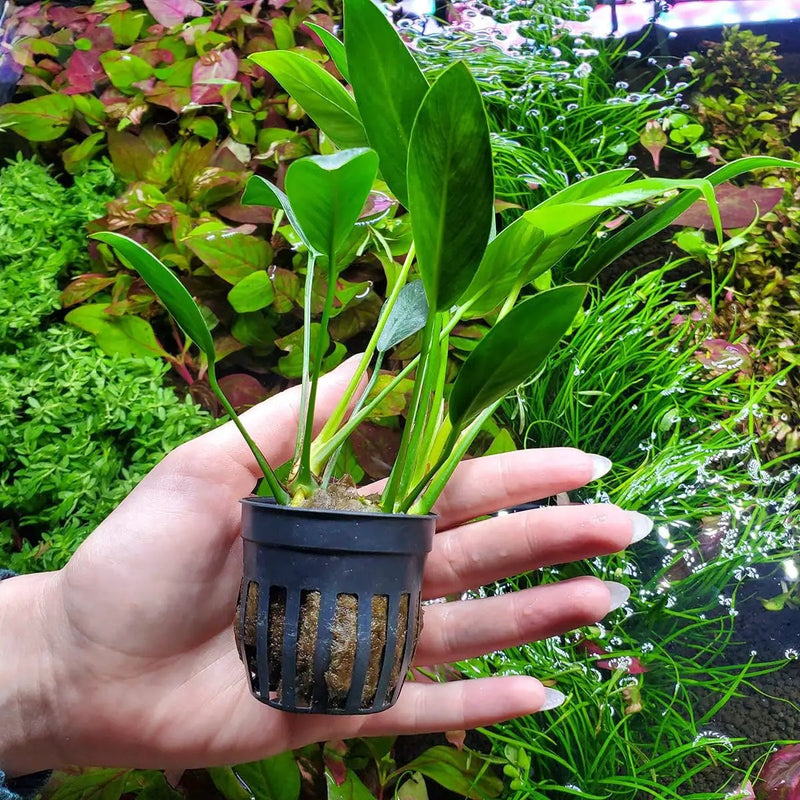 Anubias Live Aquarium Plants - Potted Freshwater Plant for Fish Tanks, Terrariums - Beginner Friendly Low Light (Congensis, 1 Pot) by GreenHaven Gardens