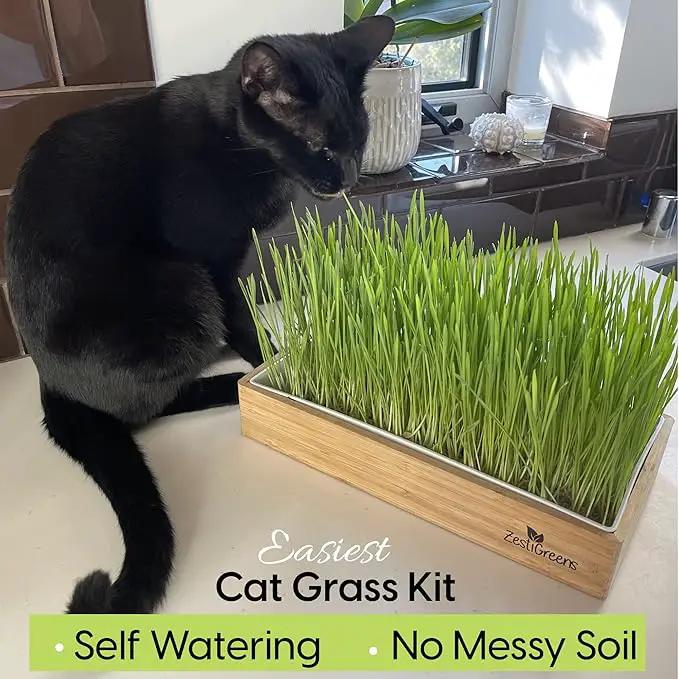 Cat Grass Refills for Self Watering Cat Grass Kit - 4 Mats and 4 Cat Grass Seed Packets (Cat Grass Refill Kit) by GreenHaven Gardens