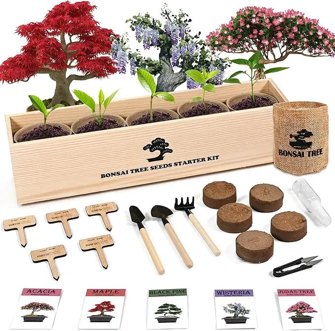 Indoor Bonsai Garden Starter Kit, 5 Seeds Growing into Red Maple, Wisteria, Black Pine, Judas Tree, Acacia, Including Complete Gardening Planters & A Wooden Box, Christmas Gifts for Women by GreenHaven Gardens