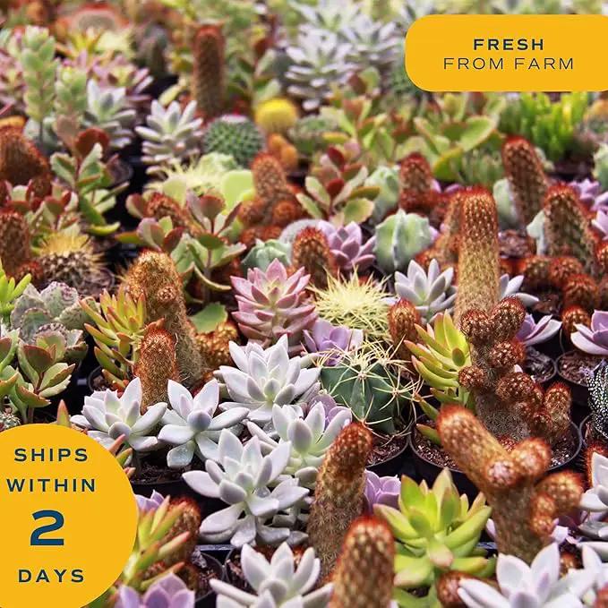 Costa Farms Mini Live Succulents, Echeveria Houseplant, Beautiful Live Indoor Plants in Cute Décor Stone Planter Pots, Great Gift for Perfect Room Décor, 4-Inches Tall (2-Pack) by GreenHaven Gardens