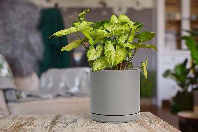 D'vine Dev 6 Inch Ceramic Planter Pot with Drainage Hole and Saucer, Indoor Cylinder Round Flower Pot, Grey, 94-O-C-3 by GreenHaven Gardens